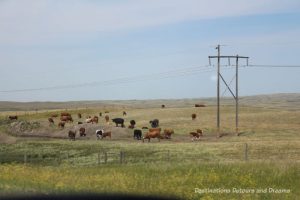 Canadian Prairie Summer Road Trip Photo Story: cattle