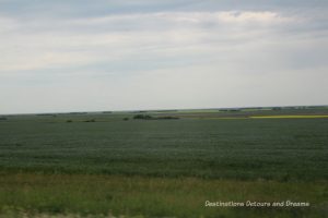 Canadian Prairie Summer Road Trip Photo Story: flax starting to turn blue