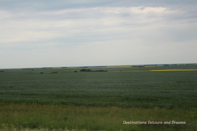 Canadian Prairie Summer Road Trip Photo Story: flax starting to turn blue