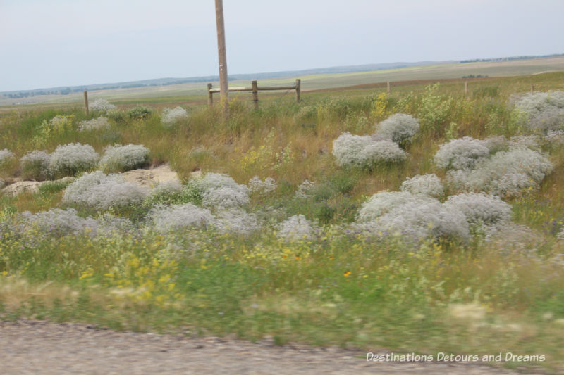 Canadian Prairie Summer Road Trip Photo Story: sage grass