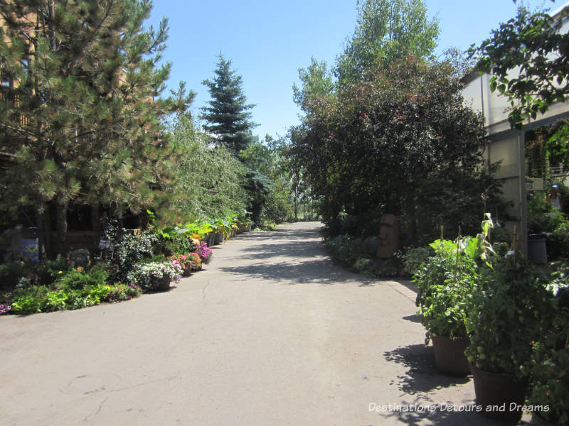 More than Saskatoons at the Saskatoon Farm in Okotoks, Alberta