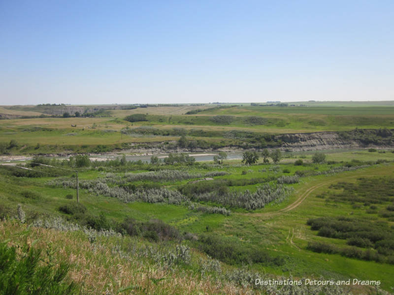 More than Saskatoons at the Saskatoon Farm in Okotoks, Alberta