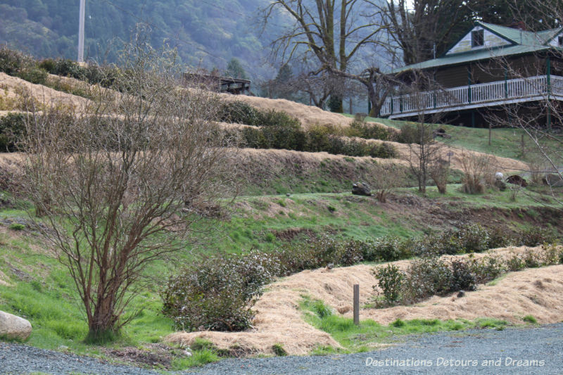 A Sweet Visit to Westholme Tea on Vancouver Island. Tea, pottery, sweets on a Canadian tea farm.