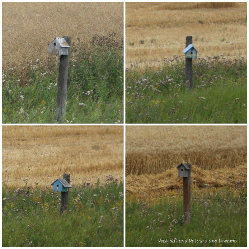 Birdhouses on old fence posts - see on The Great Train Robbery: a fun excursion on Manitoba's Prairie Dog Central Railway, a heritage train