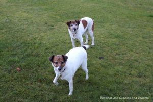 The House Sitting Experience - dogs in our care