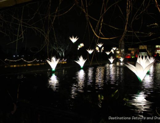 Magical Christmas Glow at RHS Garden Wisley in Surrey, England