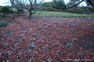 A field of cyclamen at RHS Garden Wisley in Surrey, England