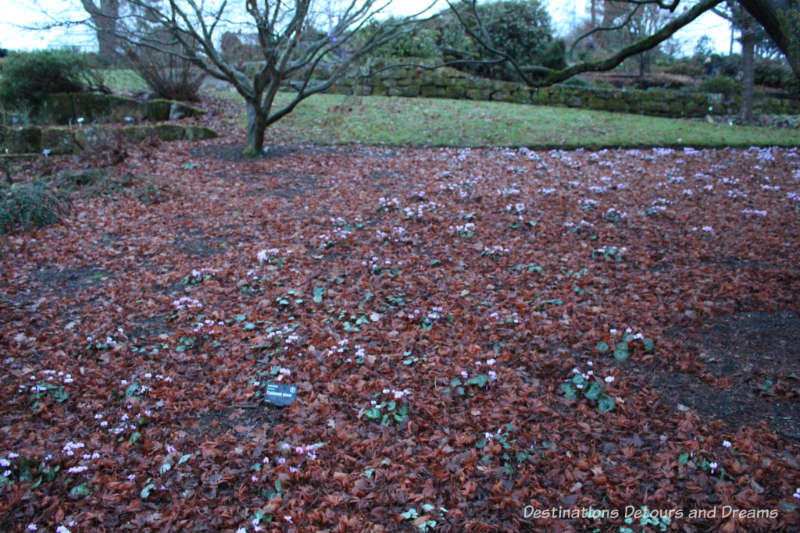 A field of cyclamen at RHS Garden Wisley in Surrey, England