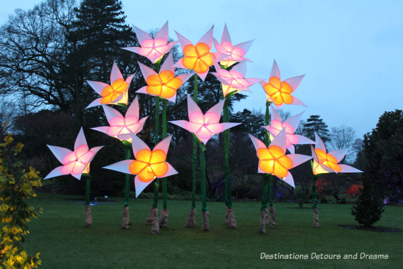 Magical Christmas Glow at RHS Garden Wisley in Surrey, England