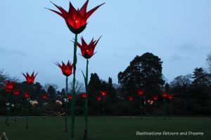 Magical Christmas Glow at RHS Garden Wisley in Surrey, England