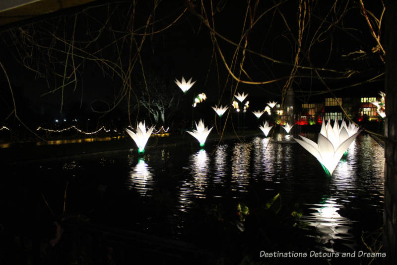 Magical Christmas Glow at RHS Garden Wisley in Surrey, England