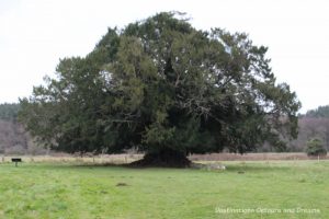 Old tree at The Otherworldly Ruins of Waverley Abbey, Britain's first Cistercian monastery, located in the Surrey countryside near Farnham