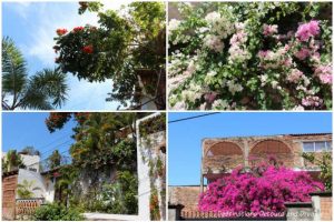 Impressions of Puerto Vallarta: palm trees and blooms