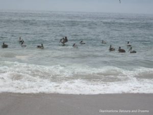 Impressions of Puerto Vallarta: pelicans diving to fish