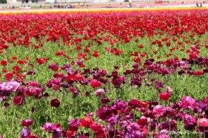 A field of plum, rose and red ranunculus in bloom at Carlsbad Ranch Flower Fields