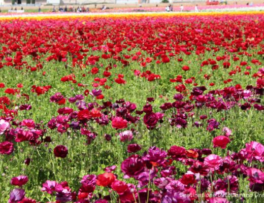 A field of plum, rose and red ranunculus in bloom at Carlsbad Ranch Flower Fields