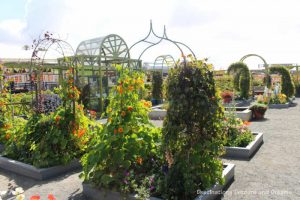 A collection of raised flower beds containing trellises of hollyhocks and other flowers in the Artists Garden at Carlsbad Ranch Flower Fields