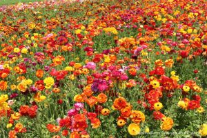 Ranunculus blooming at Carlsbad Ranch Flower Fields create a blaze of colour: yellow, orange, pink, red