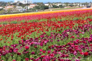 The multi-colour blooms of the ranunculus flowers at the Carlsbad Ranch Flower Fields with the city in the background