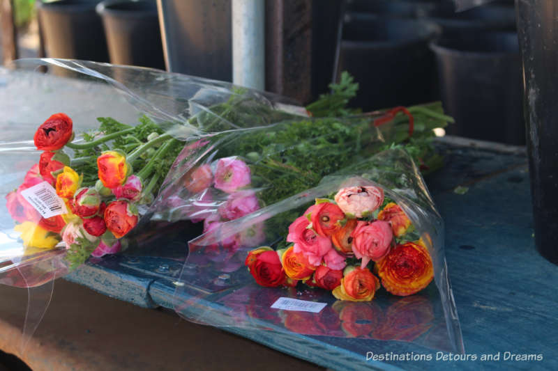 Bouquets of ranunculus ready for sale