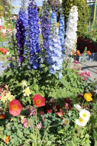 Delphiniums and poppies at Carlsbad Ranch Flower Fields