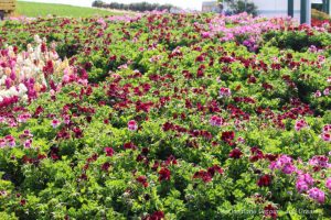 A display of red and pink flowers in the front area of Carlsbad Ranch Flower Fields