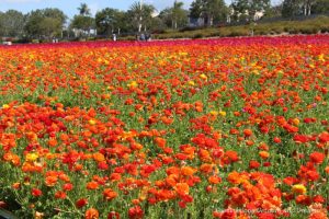 A field of orange ranunculus blooms at Carlsbad Ranch Flower Fields