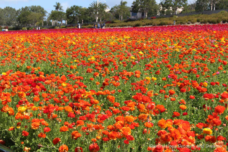 A field of orange ranunculus blooms at Carlsbad Ranch Flower Fields