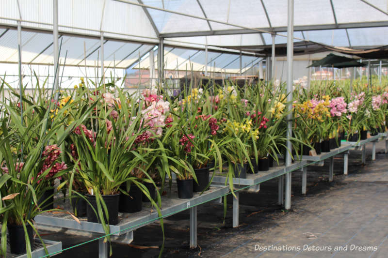 A collection of cymbidium orchids on tables inside the greenhouse at Carlsbad Ranch Flower Fields