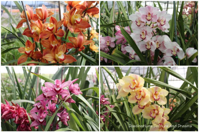 Different coloured cymbidium orchid blooms from the greenhouse at Carlsbad Ranch Flower Fields