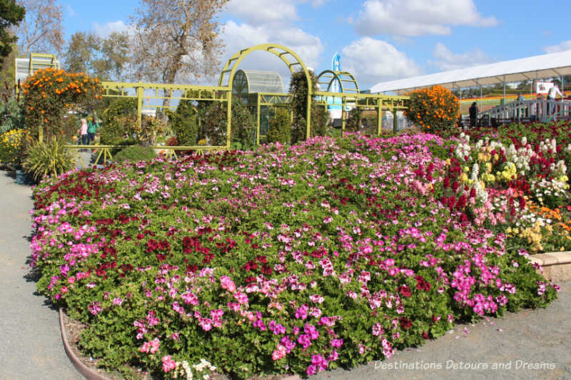 A Display of assorted planted flowers