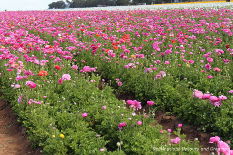 A field of pink ranunculus blooms at Carlsbad Ranch Flower Fields