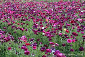 A field of plum-coloured ranunculus blooms at Carlsbad Ranch Flower Fields
