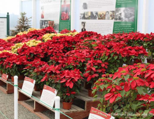 Display of poinsettia plants at Carlsbad Ranch Flower Fields