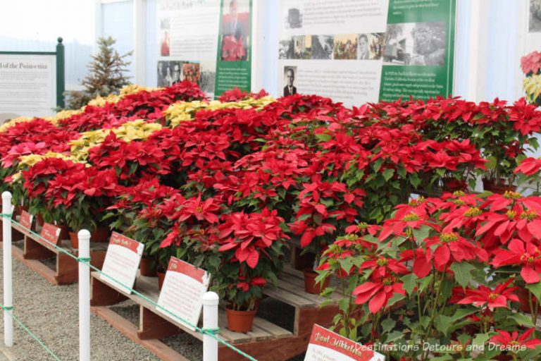 Poinsettias at Carlsbad Ranch