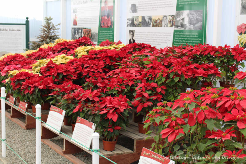 Display of poinsettia plants at Carlsbad Ranch Flower Fields