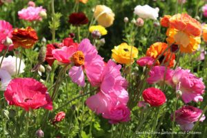 A selection of ranunculus blooms