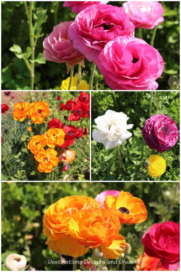 Different coloured ranunculus blooms