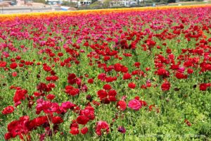 A field of red and rose ranunculus blooms at Carlsbad Ranch Flower Fields
