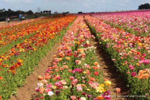 Rows of multi-coloured ranunculus blooms at Carlsbad Ranch Flower Fields