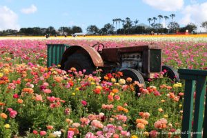 An old tractor in the ranunculus blooms at Carlsbad Ranch Flower Fields