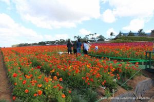 Workers cutting buds in the ranunculus fields at Carlsbad Ranch Flower Fields