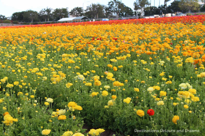 A field of yellow ranunculus blooms at Carlsbad Ranch Flower Fields