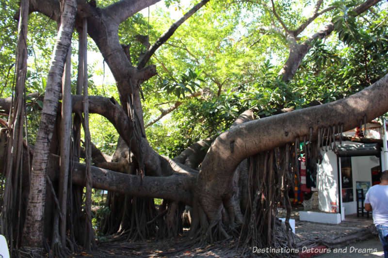 large banyon tree on Isla Cuale: Puerto Vallarta's Island Oasis