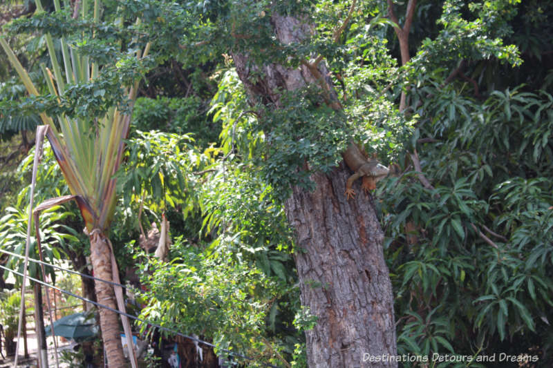 Iguana in the tree on Isla Cuale: Puerto Vallarta's Island Oasis