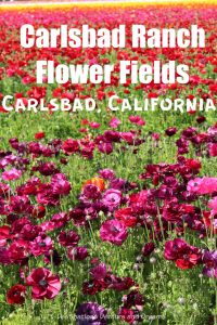 Colourful ranunculus flowers in bloom at Carlsbad Ranch Flower Fields, California