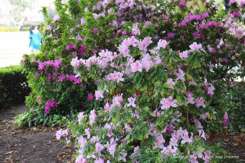 Mauve and purple flowers in the gardens of Balboa Park