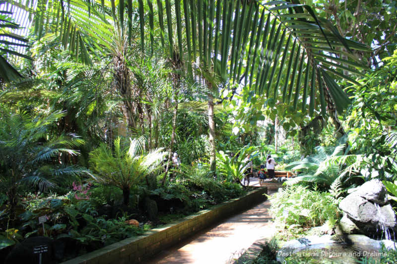 Lush tropical vegetation inside the Balboa Park Botanical Building