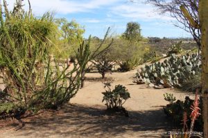 Balboa Park Desert Garden