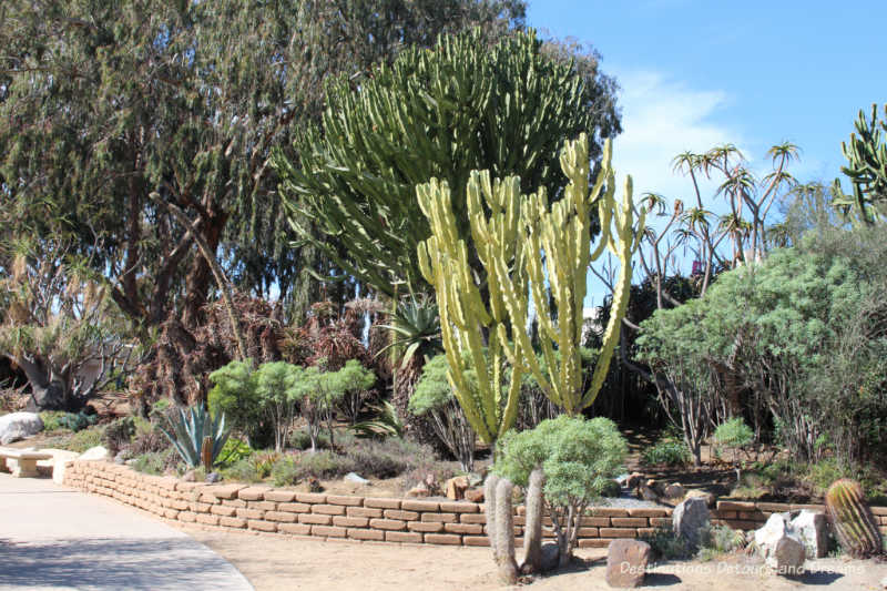 Cacti and trees in Balboa Park Desert Garden